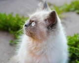 порода гималайская кошка